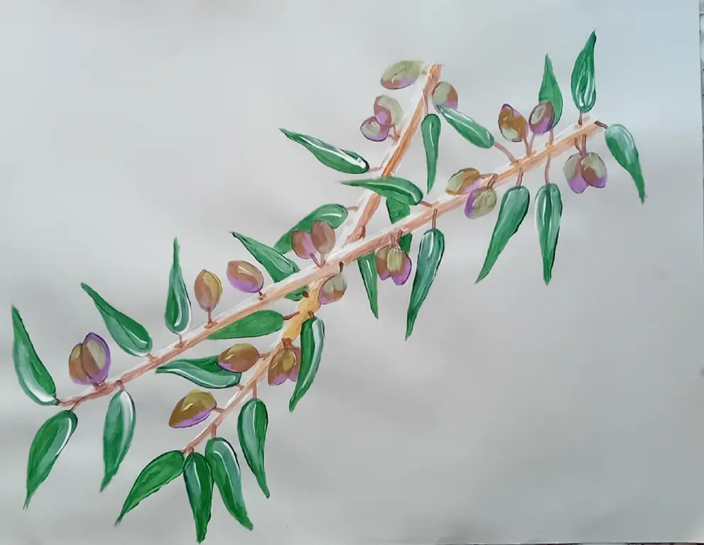 Image for Olive branches