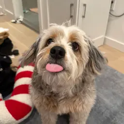 Avatar for David Wozniak