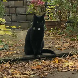 Avatar for Kateryna Levchenko