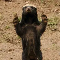 Avatar for Daniel Simeonov