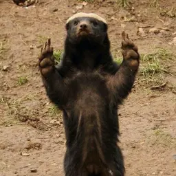 Avatar for Daniel Simeonov