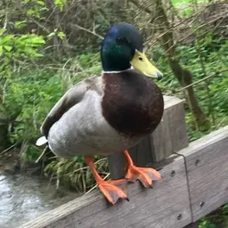 Avatar for Tudor Davies